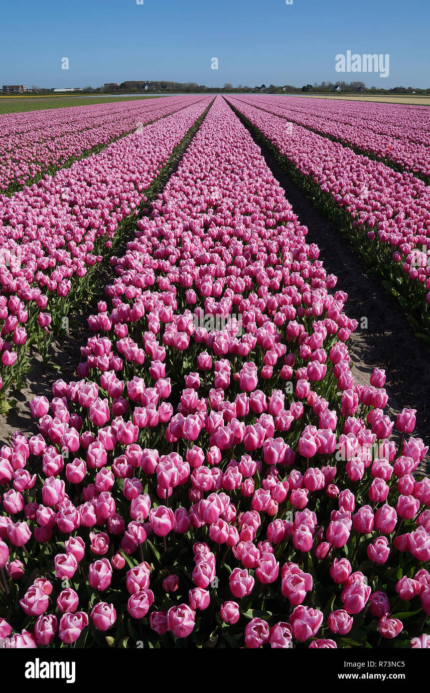 Tulip fields with pink tulips in Holland Stock Photo