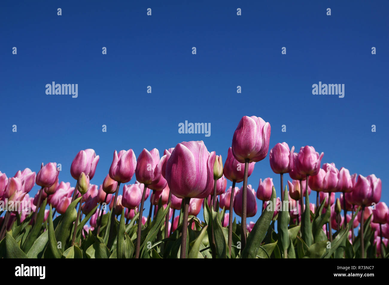 Detail of a tulip field in Noordwijkerhout, Holland Stock Photo