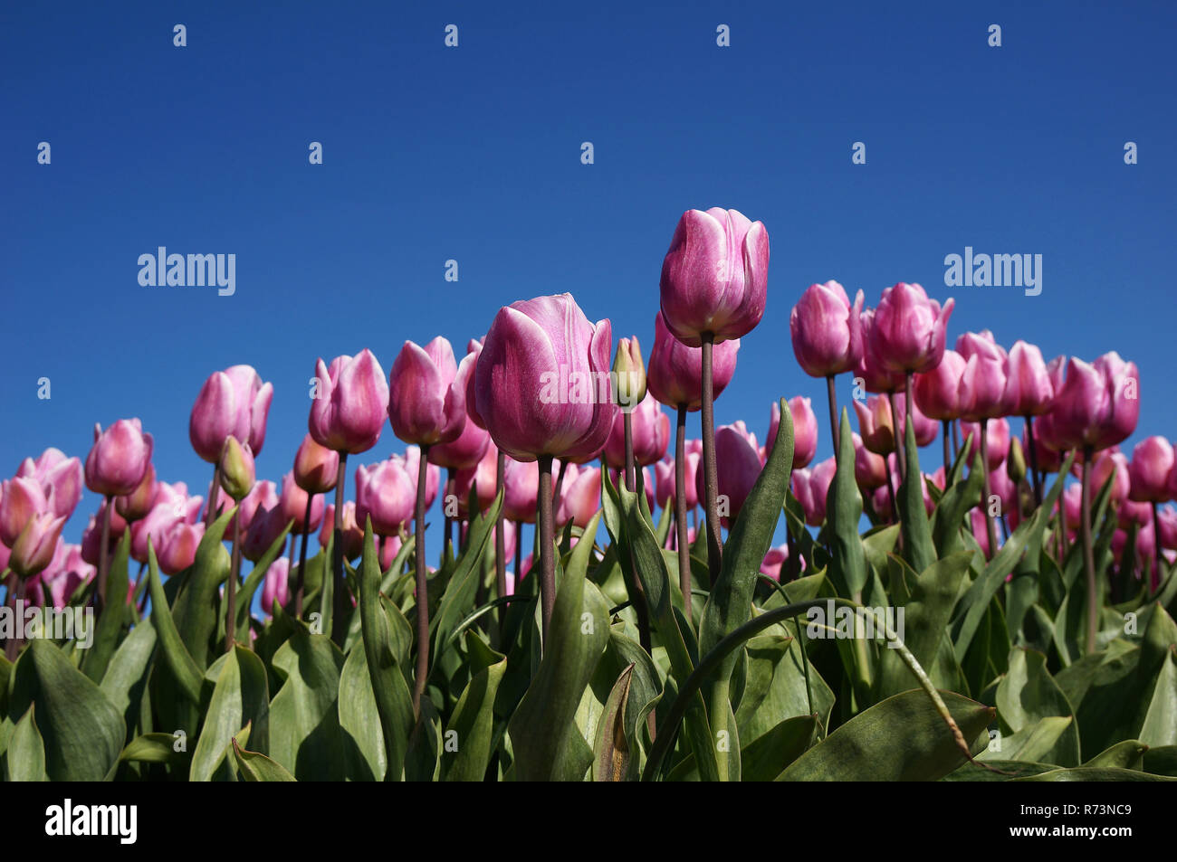 Detail of a tulip field in Noordwijkerhout, Holland Stock Photo