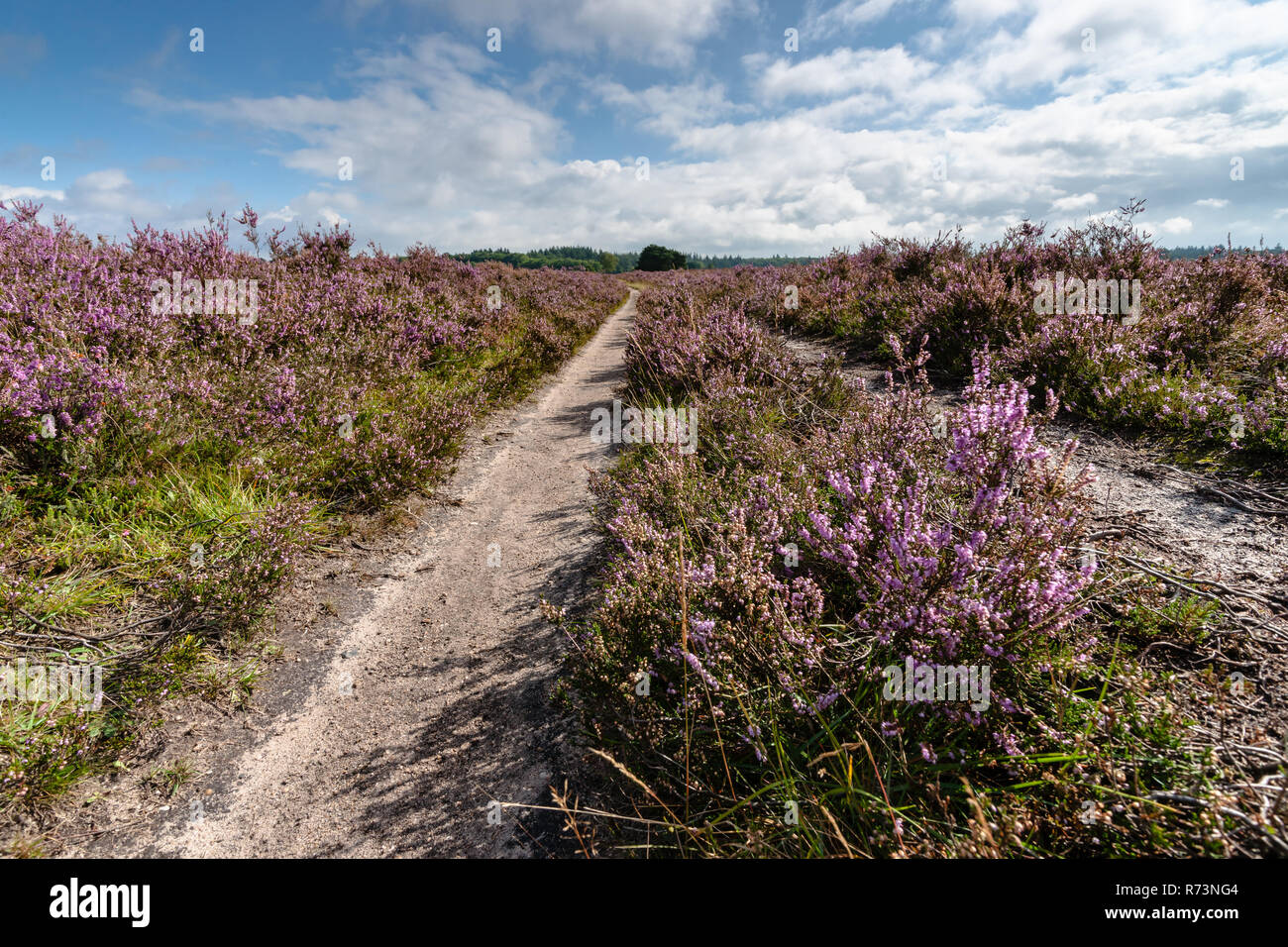 Sandpath in a pine forest with a lone birch tree. Nature landscape in the Netherlands with beautiful flowering heath full of purple flowers. Impressiv Stock Photo