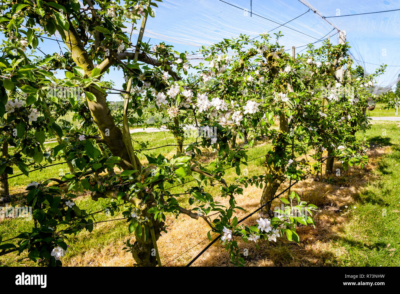 An apple orchard which rows of flowering trees are protected against birds and hail by a thin white net stretched above, in the french countryside. Stock Photo