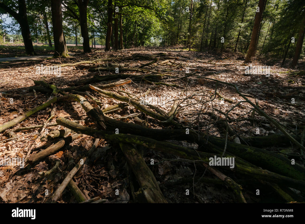 Game of light and shadows on the ground that play with the fallen branches of trees on the ground in the woods. Stock Photo