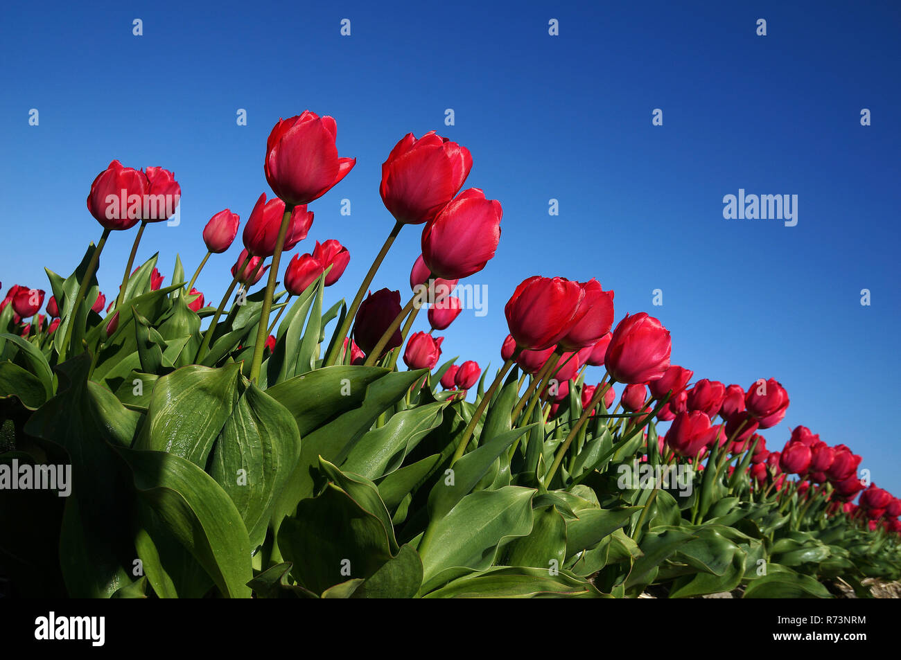 Detail of a tulip field in Noordwijkerhout, Holland Stock Photo