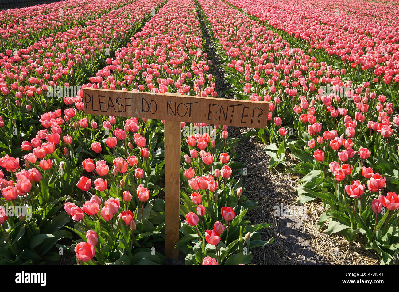 Please do not enter tulip fields, warning sign in bulb field in the Netherlands Stock Photo