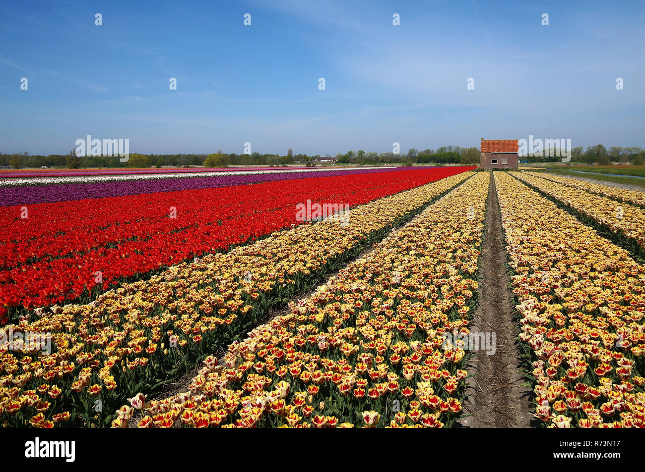 Tulip fields in Holland. Stock Photo