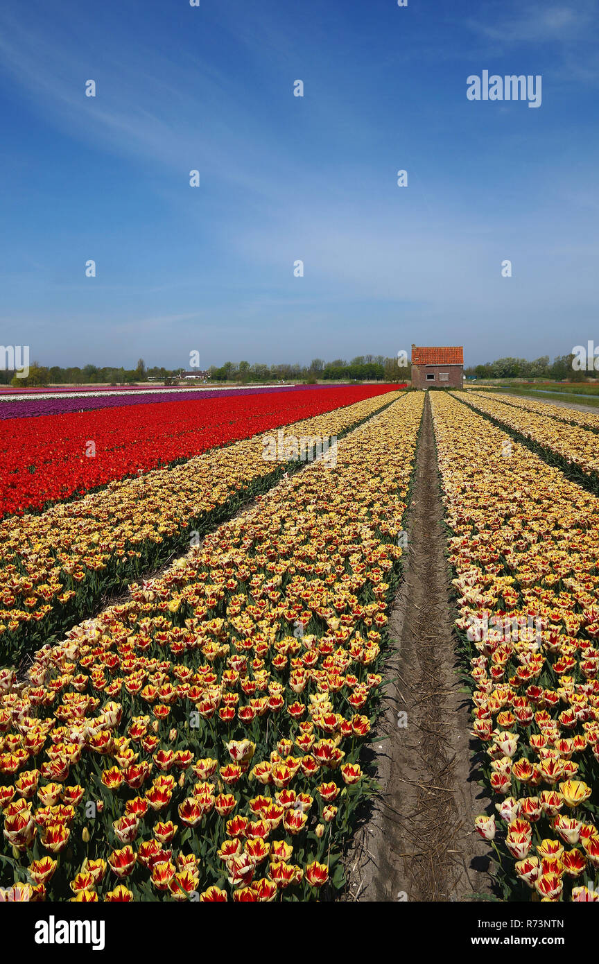 Tulip fields in Holland. Stock Photo