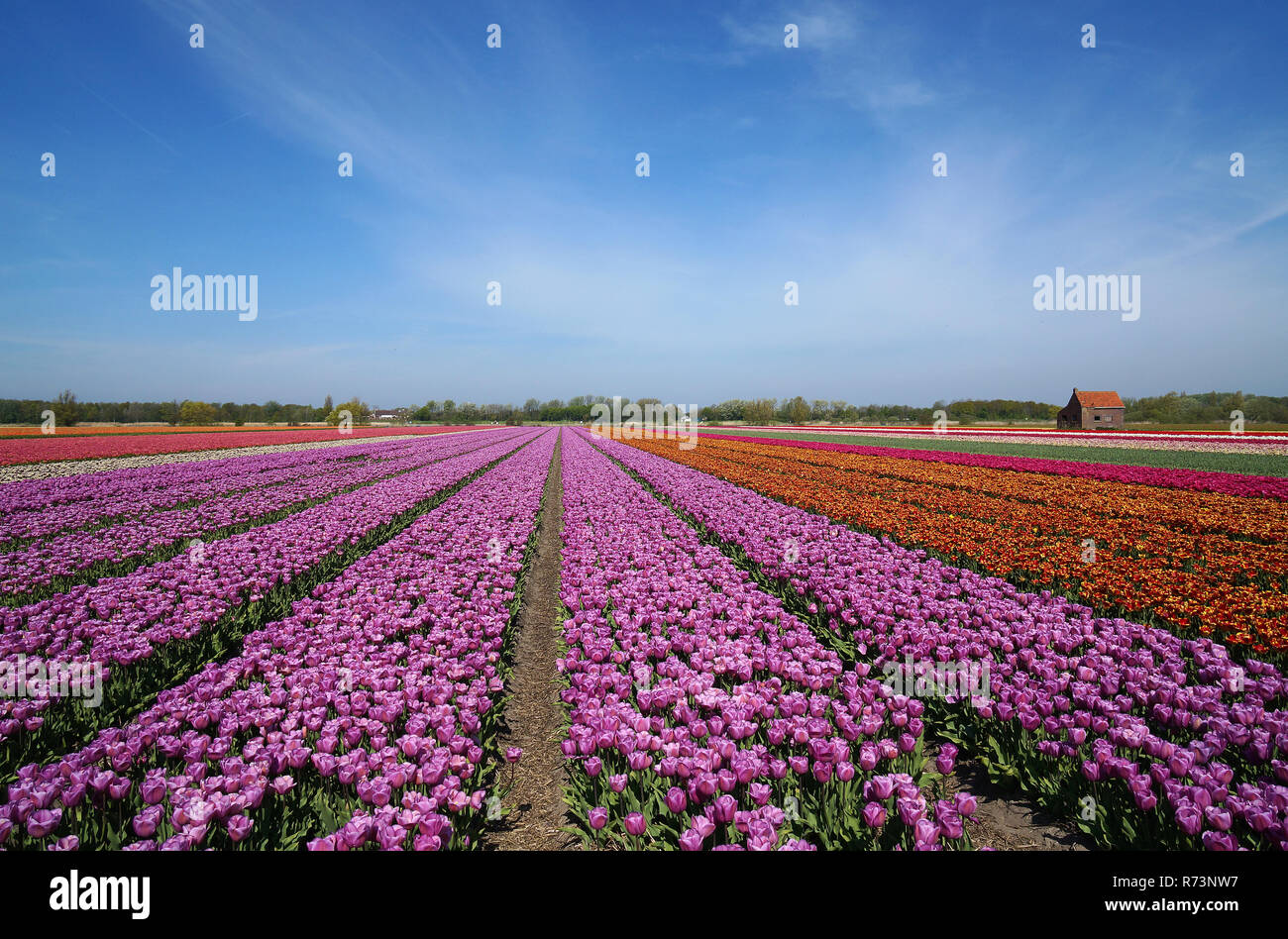 Purple tulipfield and historic lunchbarn, Noordwijkerhout, ZuidHolland,Netherlands Stock Photo