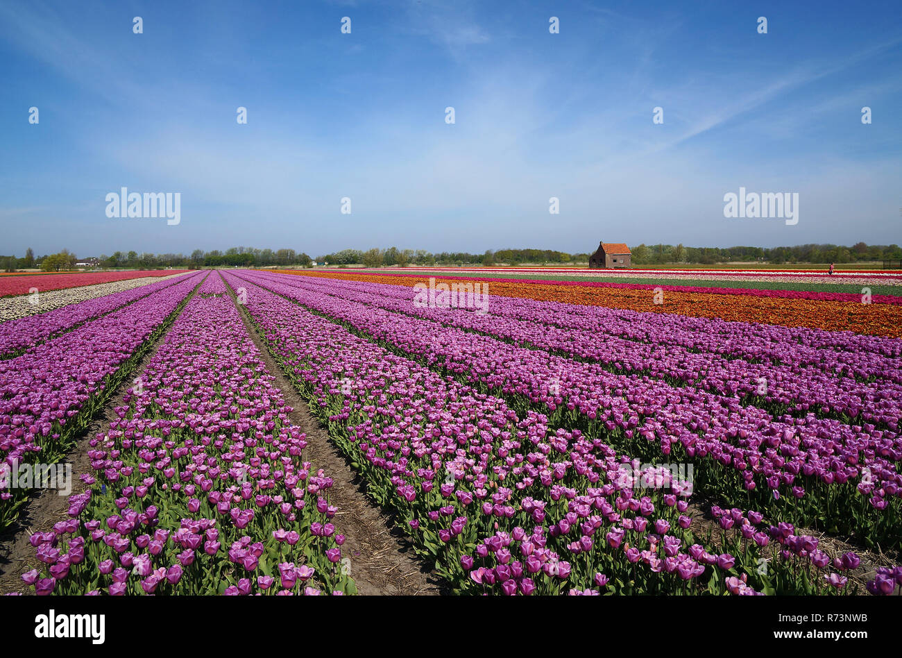 Purple tulipfield and historic lunchbarn, Noordwijkerhout, ZuidHolland,Netherlands Stock Photo