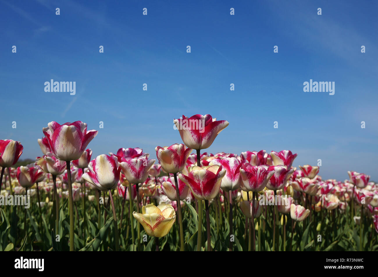 Detail of a field with pink tulips, Holland,Netherlands Stock Photo