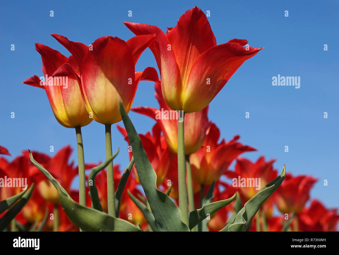 Detail of a red tulipfield in full bloom, Noordwijkerhout, Boillenstreek, Netherlands Stock Photo