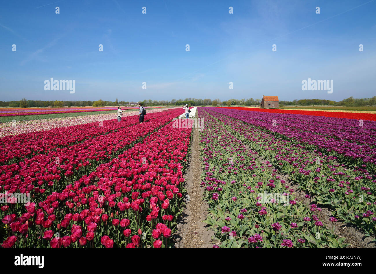 Tourists in pink tulipfield , Bollenstreek, ZuidHolland,Netherlands Stock Photo