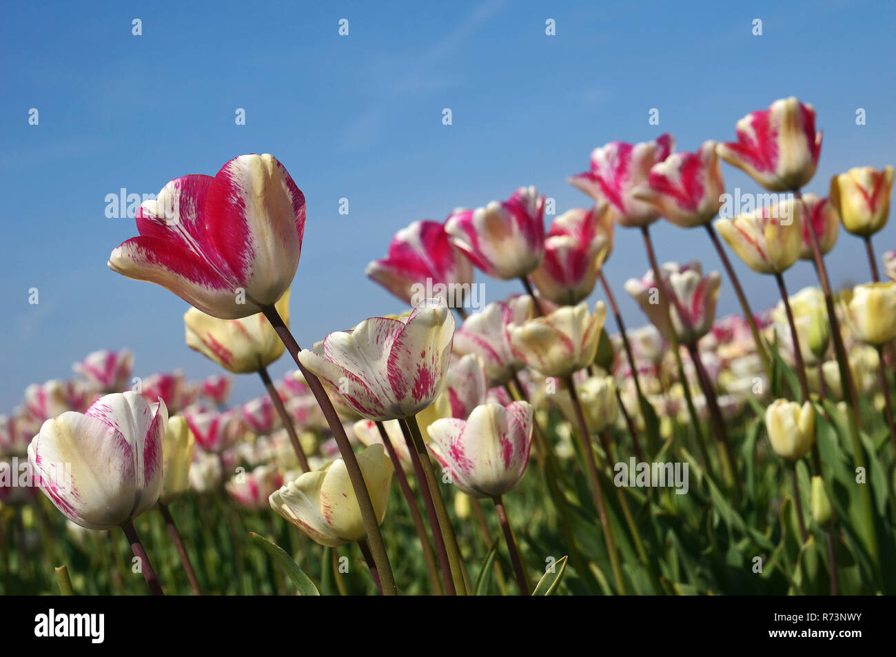 Detail of a tulip field with pink/white coloured tulips, Bollenstreek, Holland, Netherlands. Stock Photo