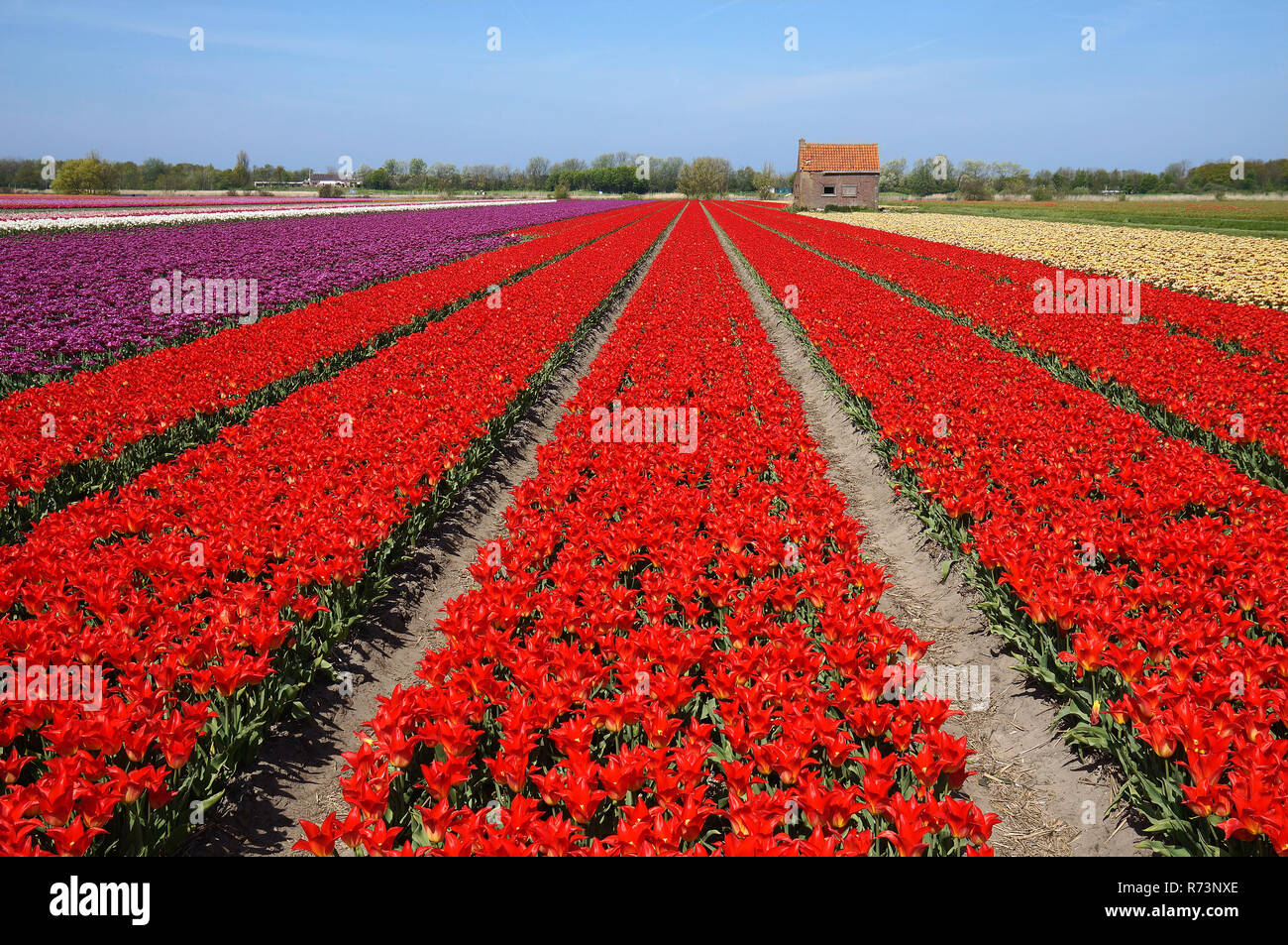 Red tulip field and old barn for lunchbreak, Netherlands Stock Photo