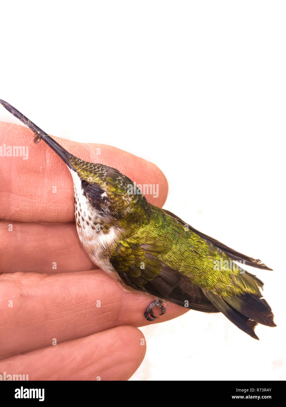Humming bird Perched on a Hand Stock Photo