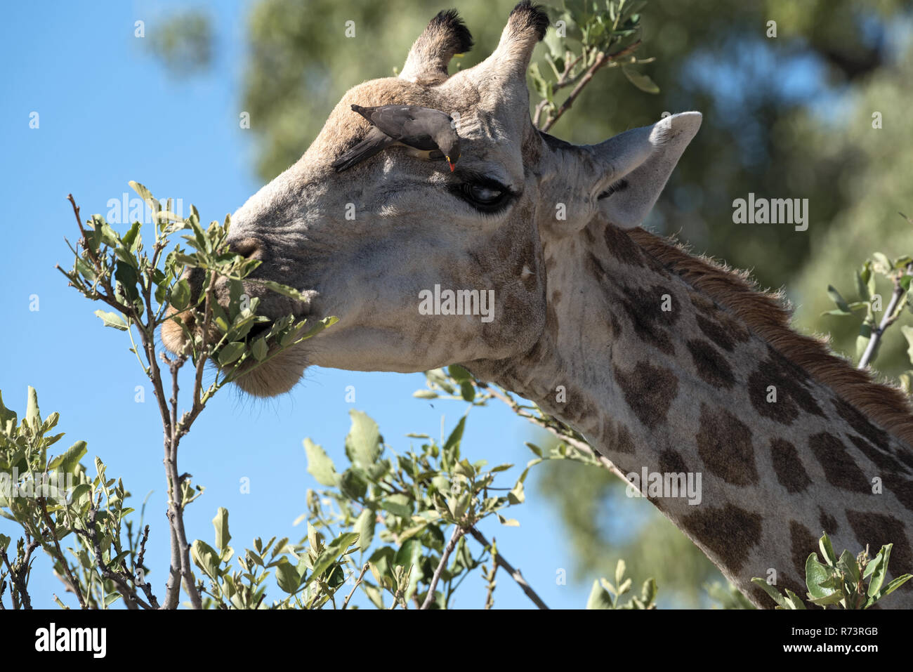Red-billed oxpecker on the head of a giraffe in the moremi game reserve, botswana Stock Photo