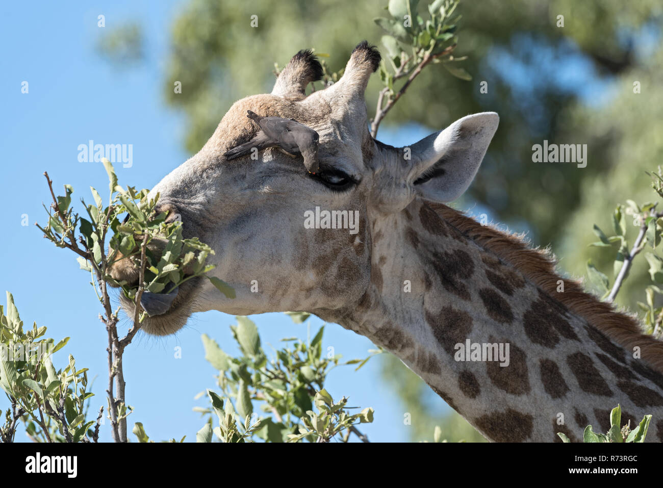 Red-billed oxpecker on the head of a giraffe in the moremi game reserve, botswana Stock Photo