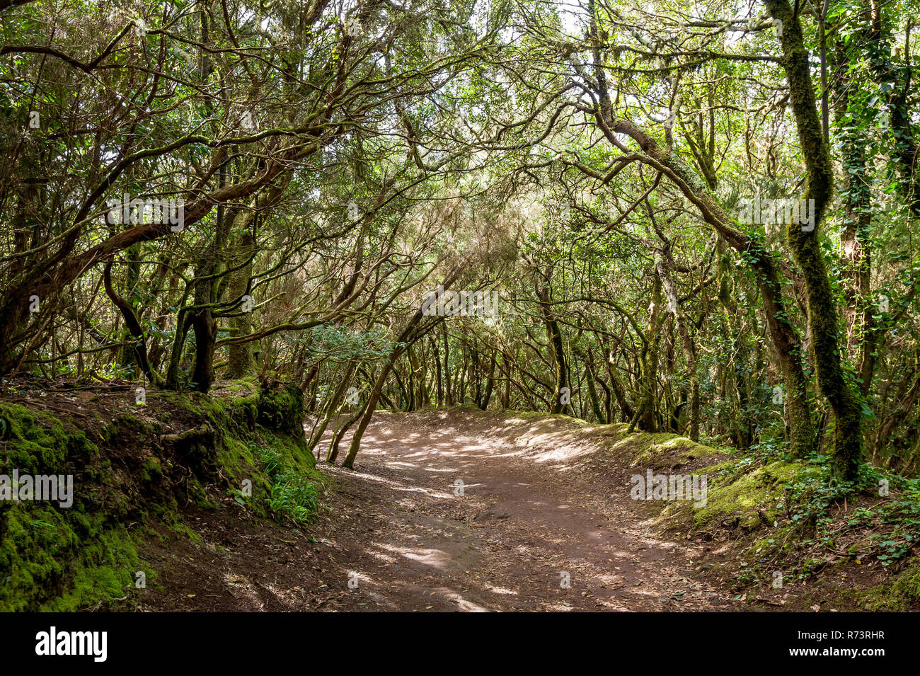 Walking path at evergreen virgin forest Anaga, Tenerife Stock Photo