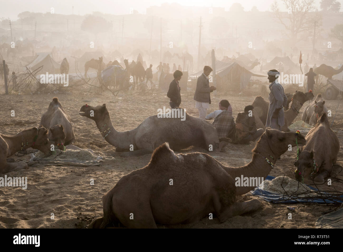 Sunrise view of camels and herders at Pushkar fair, Rajasthan, India Stock Photo