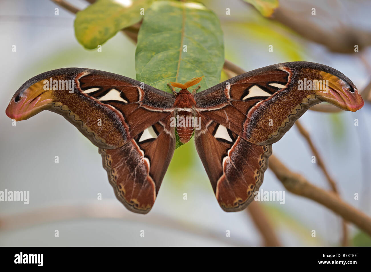 butterfly atlas spinner Stock Photo