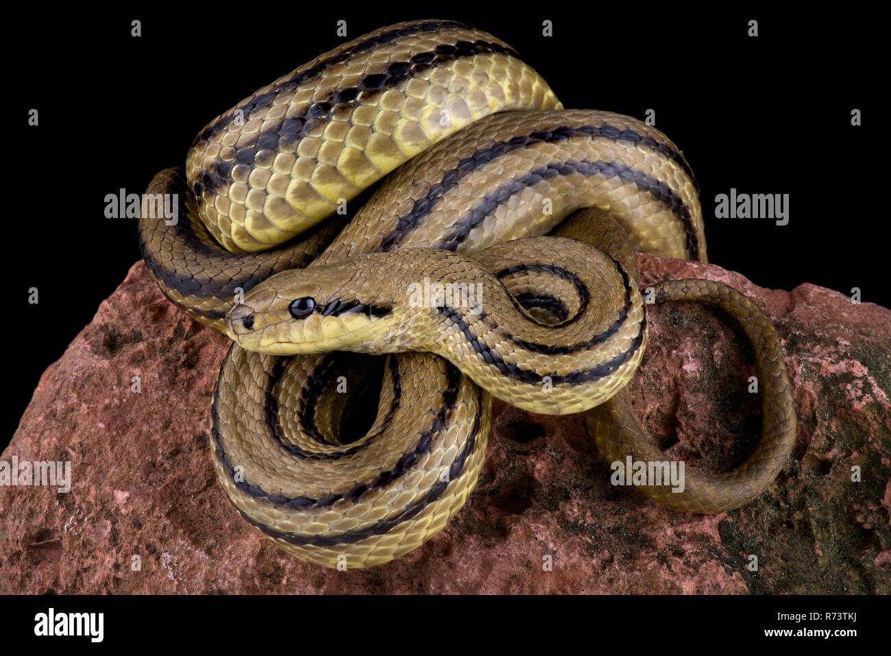 Four-lined snake (Elaphe quatuorlineata) Stock Photo