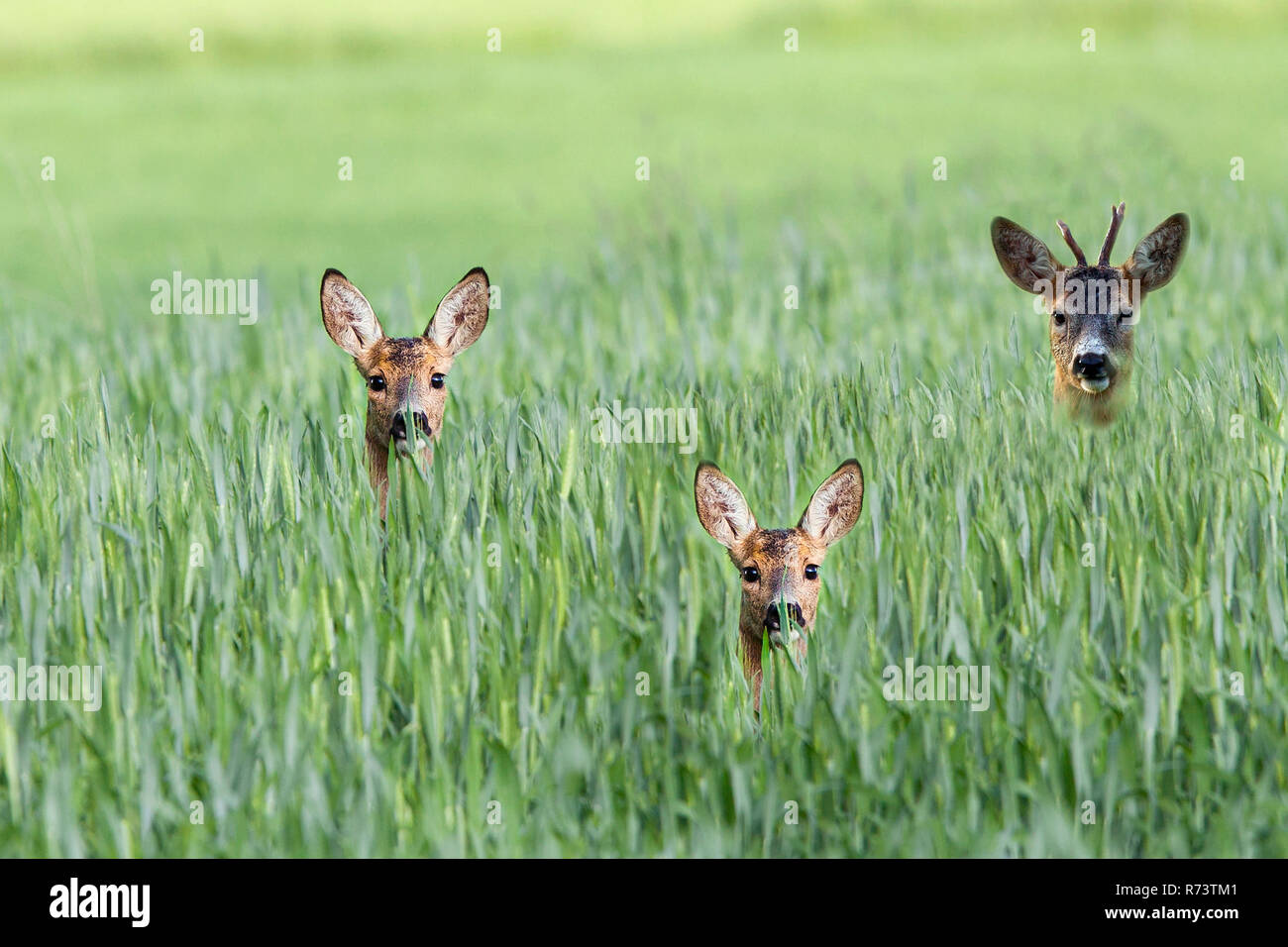 Buck deer with roedeers in a clearing Stock Photo Alamy