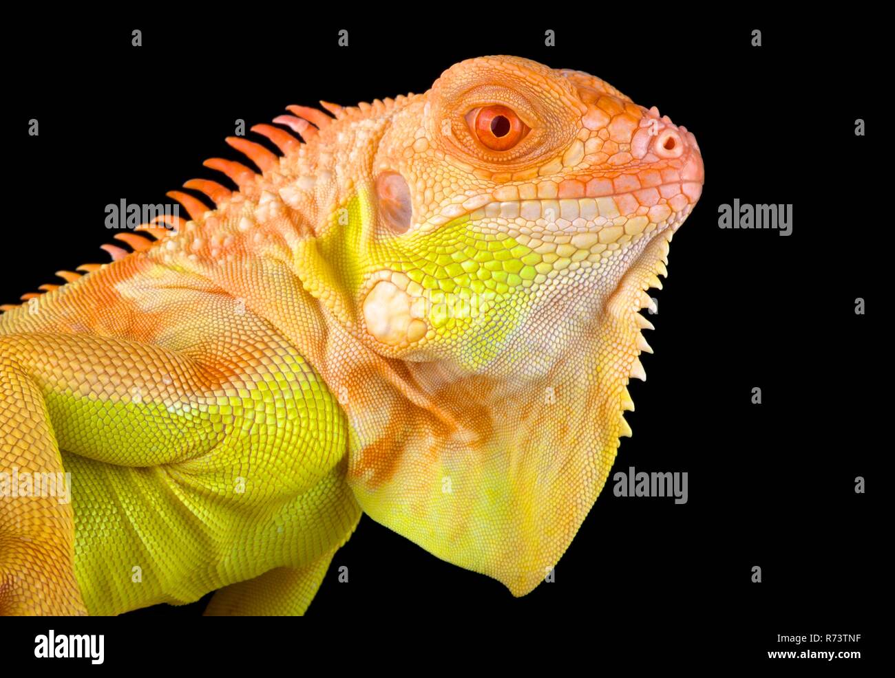 Crimson albino iguana (Iguana iguana) Stock Photo