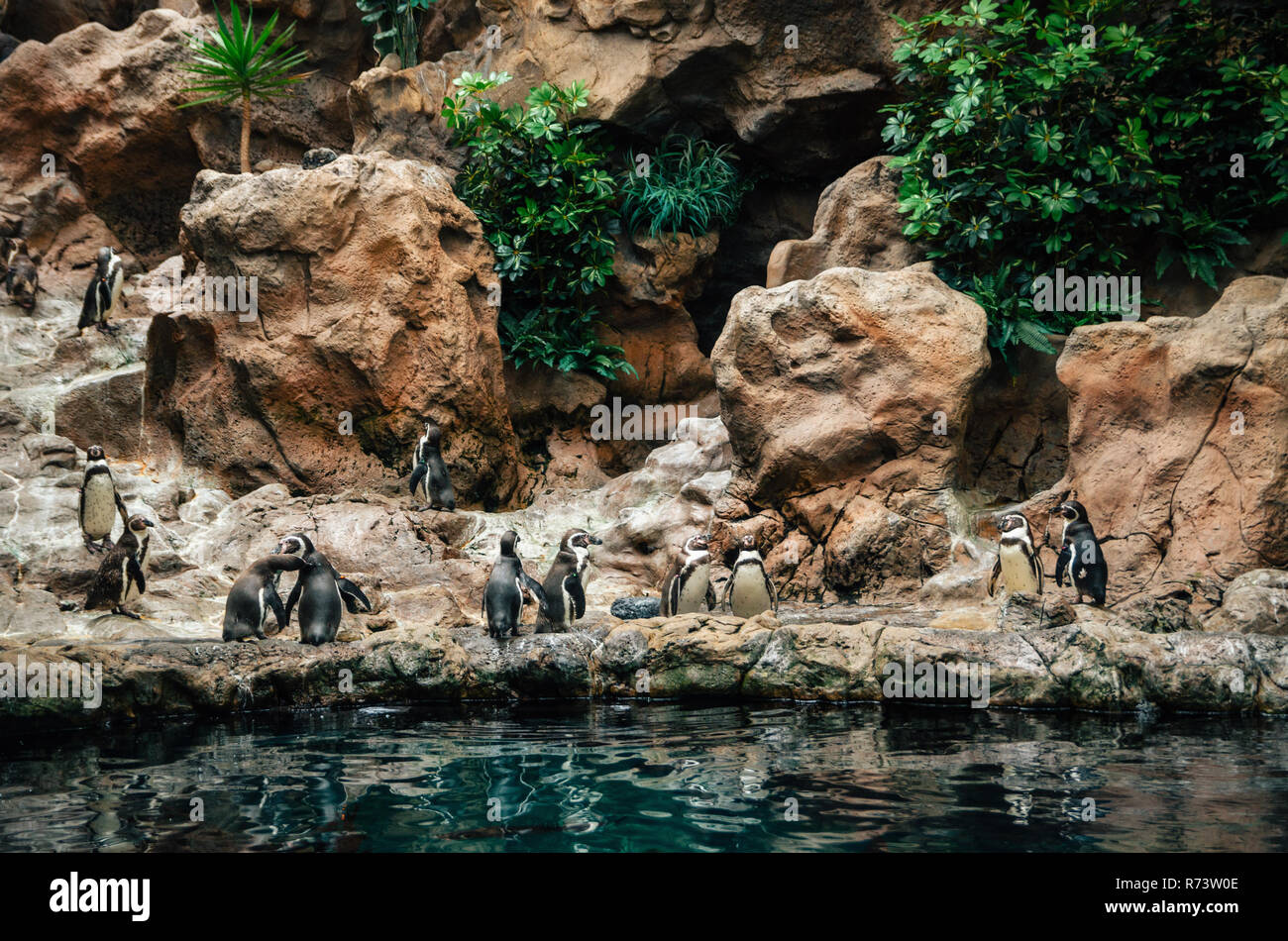 Group of Galapagos Penguin Spheniscus mendiculus stand on stones and play near water. Loro Park, Tenerife, Canary islands, Spain Stock Photo