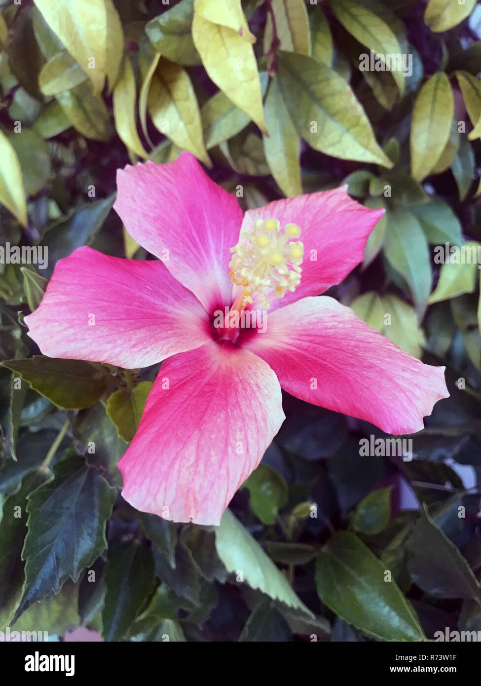 Wallpaper of hibiscus flower hi-res stock photography and images - Alamy