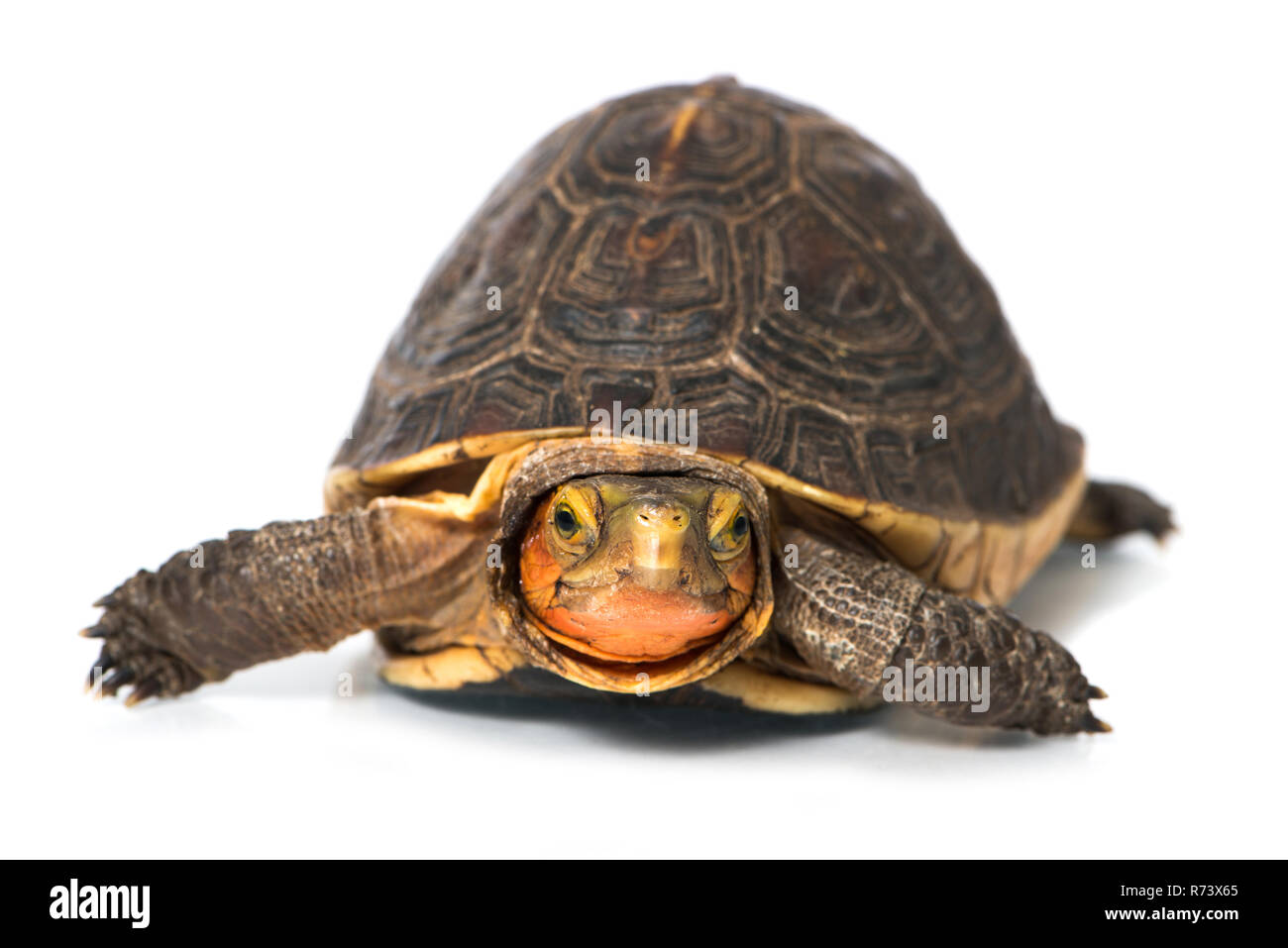 Yellow Shell Box Turtle Yellow Edge Box Turtle isolated on white Stock Photo - Alamy