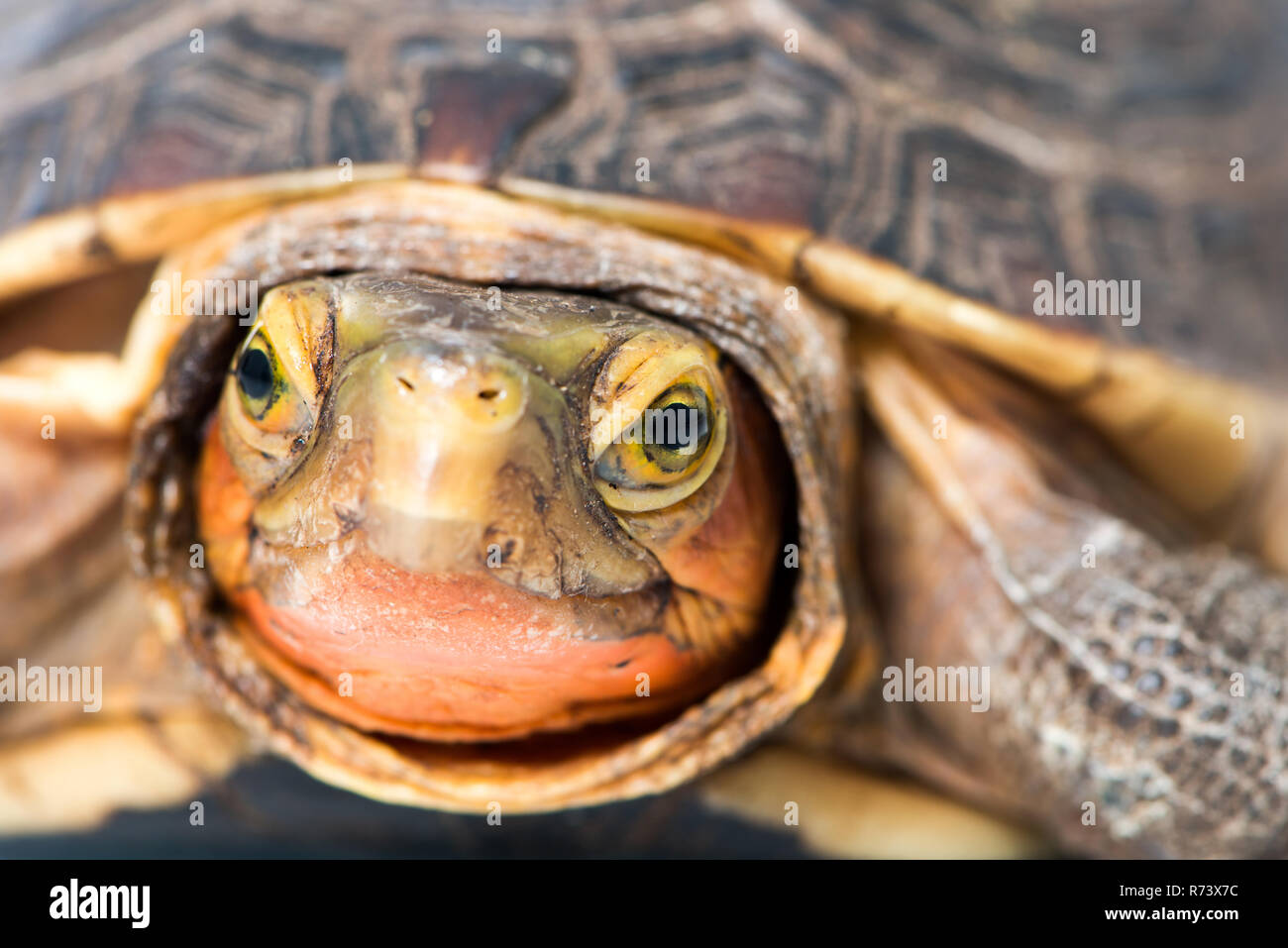 Yellow Edge Box Turtle isolated on white Stock Photo - Alamy