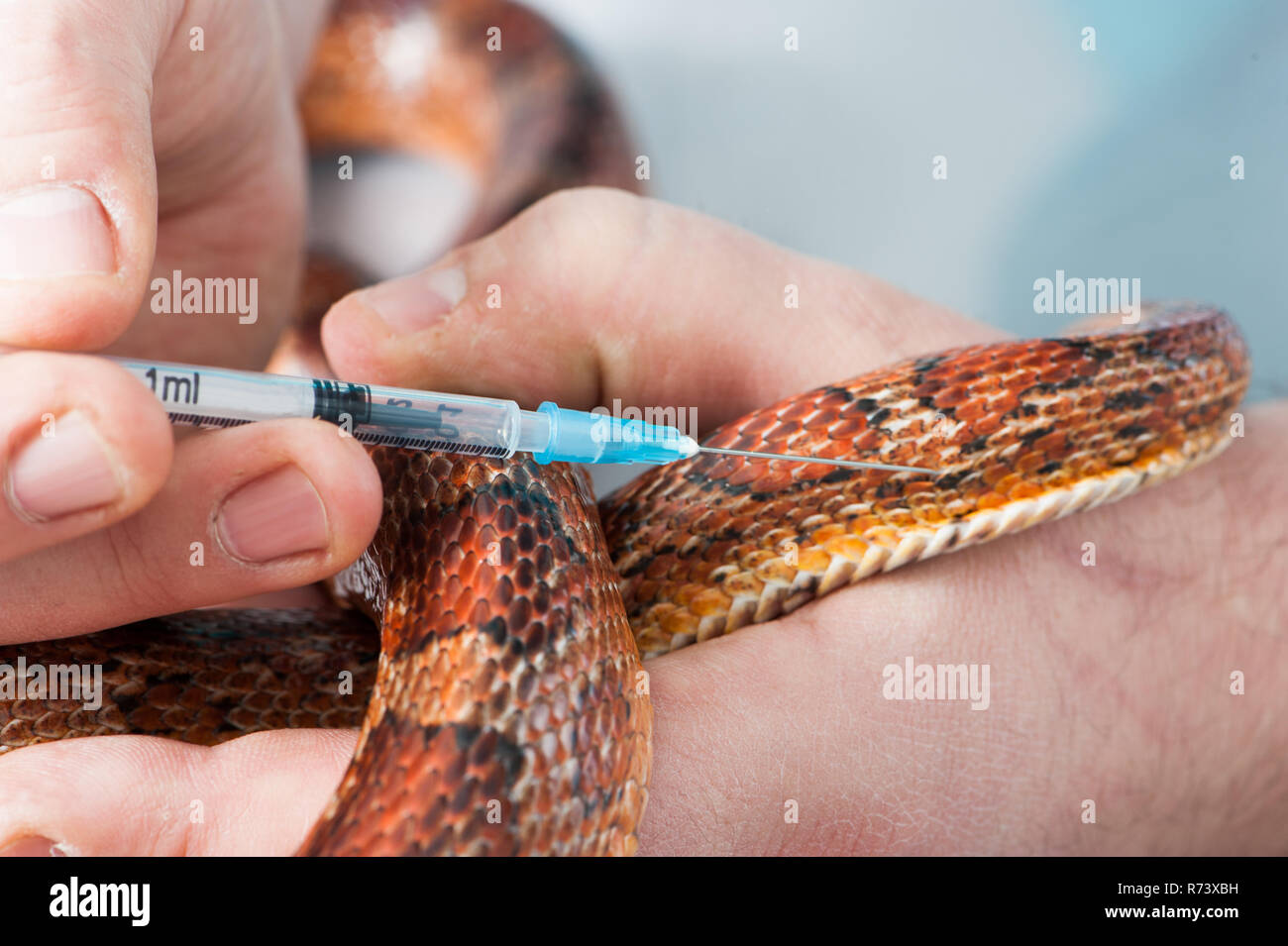 Veterinarian inoculated a corn snake Stock Photo
