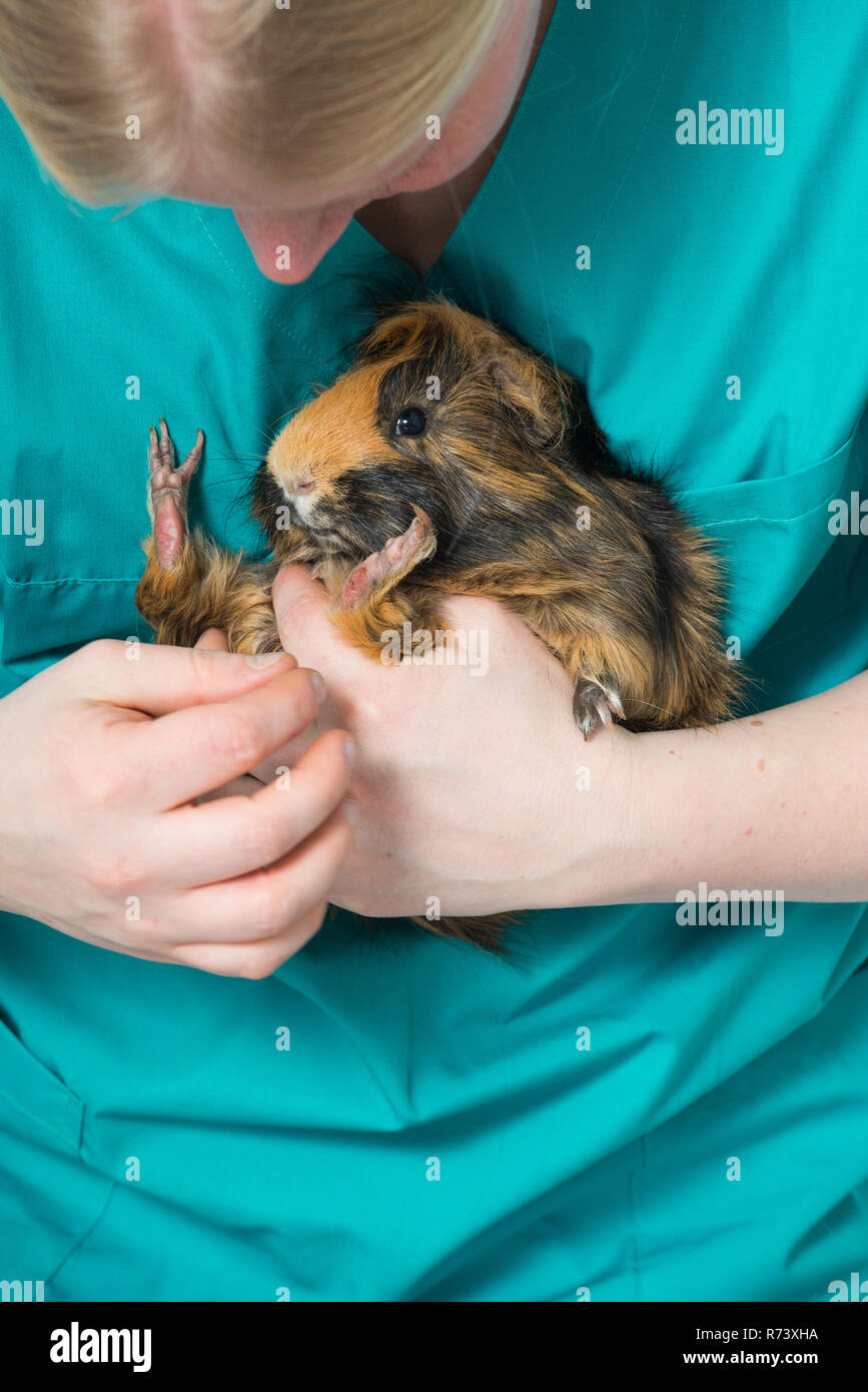 Veterinarian examining a guinea pig Stock Photo Alamy