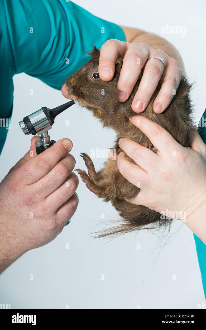 Veterinarian examining a guinea pig Stock Photo Alamy