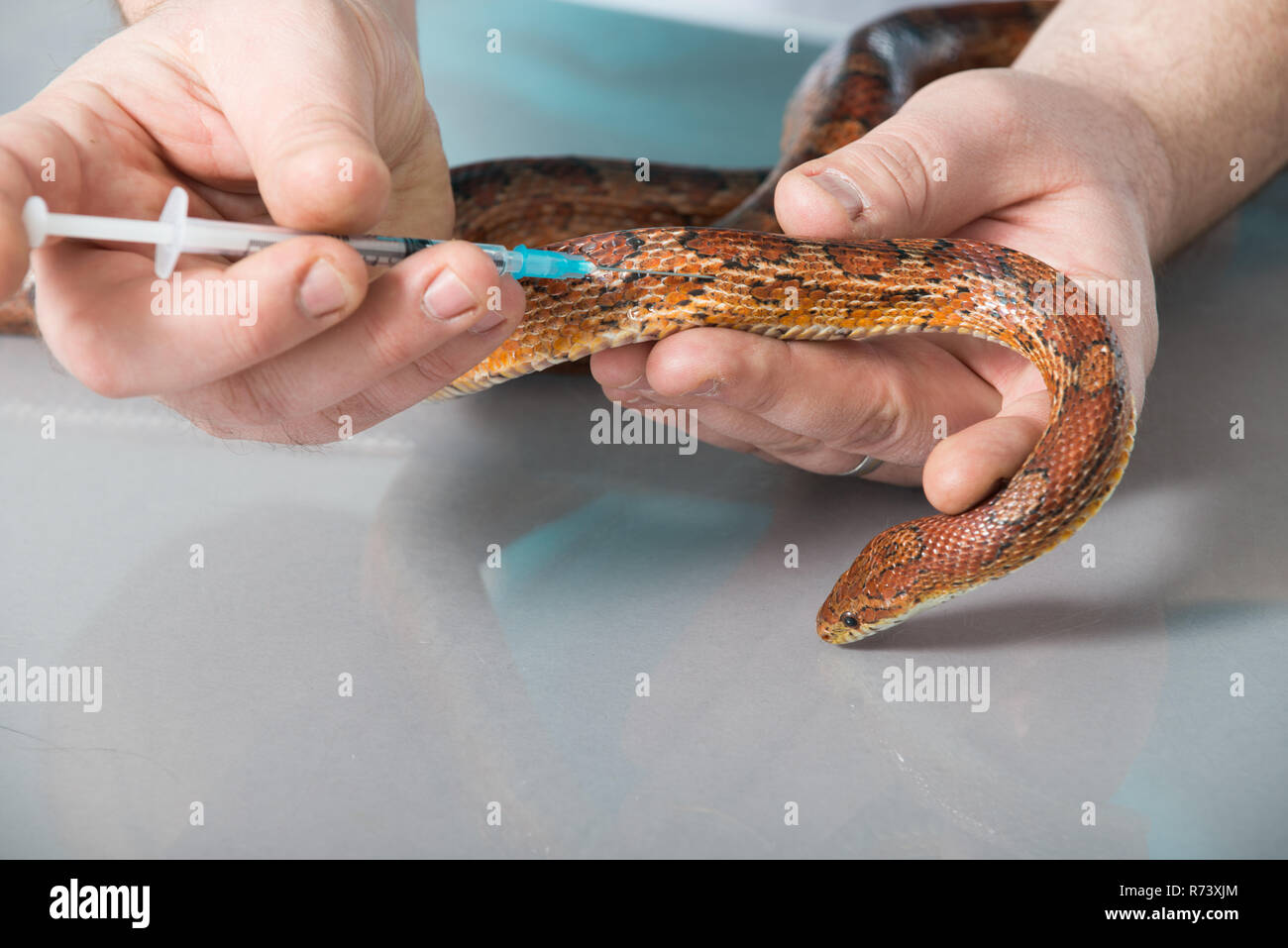 Veterinarian inoculated a corn snake Stock Photo - Alamy