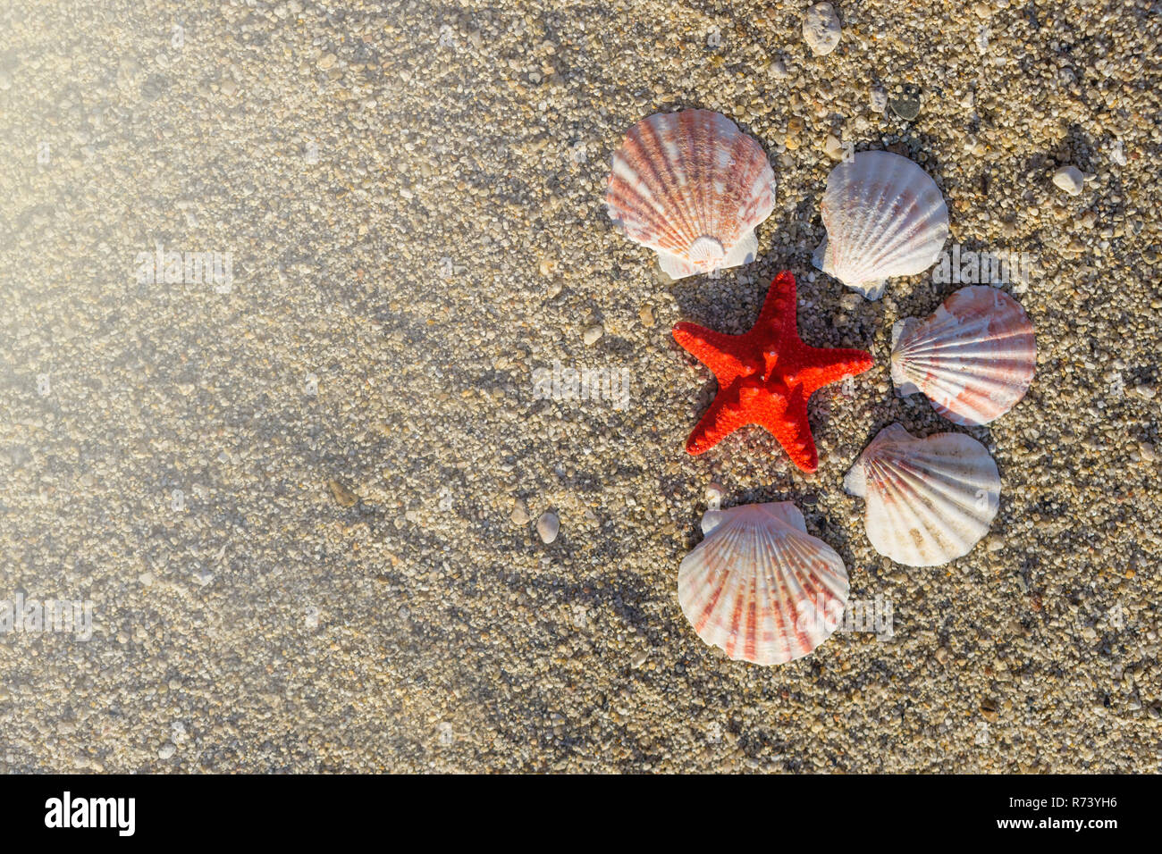 Red starfish and shells arranged on sand at the beach Stock Photo - Alamy