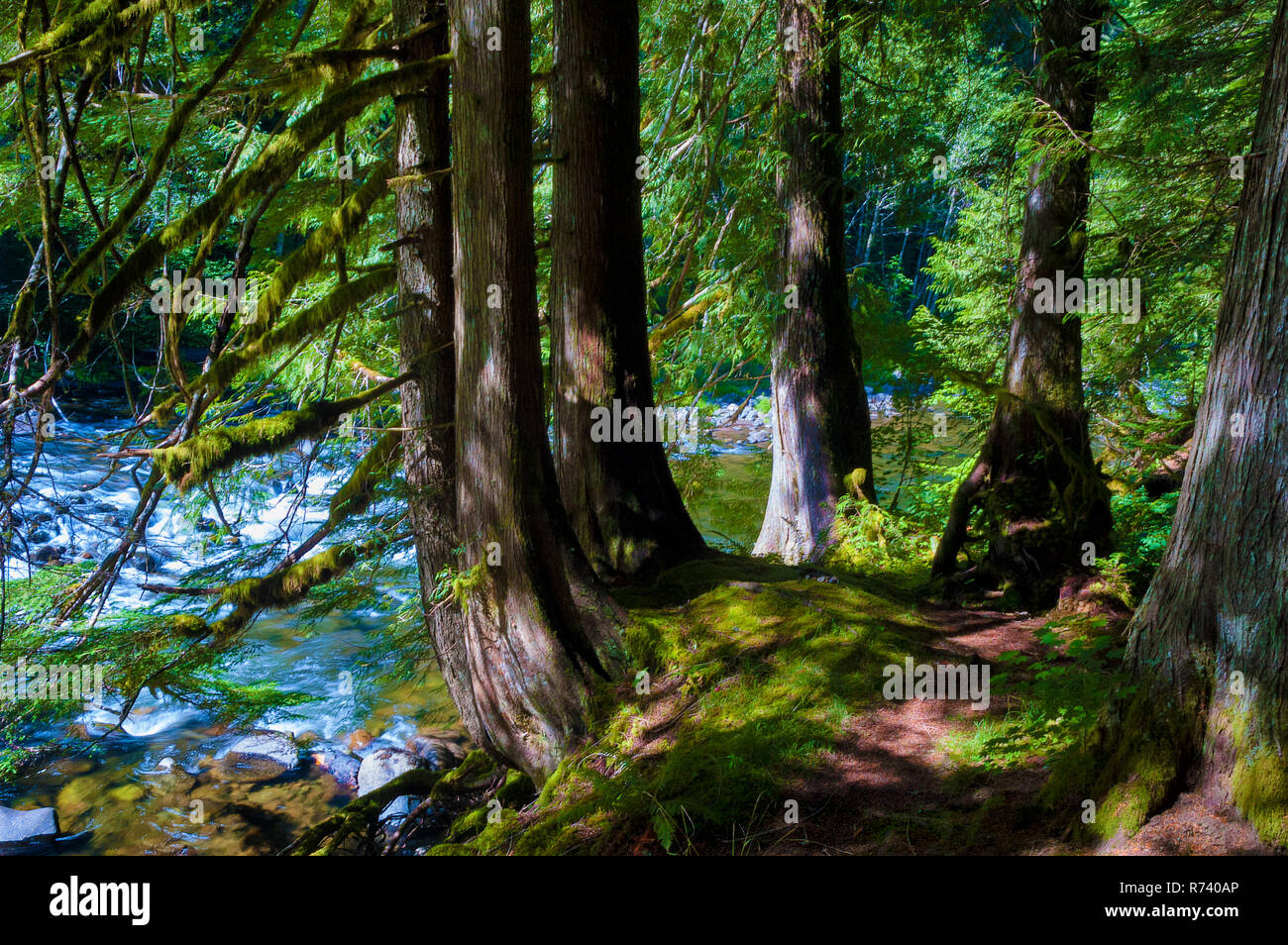 Hiking beside the Salmon River in Mt. Hood National Forest where there is an abundance of shady