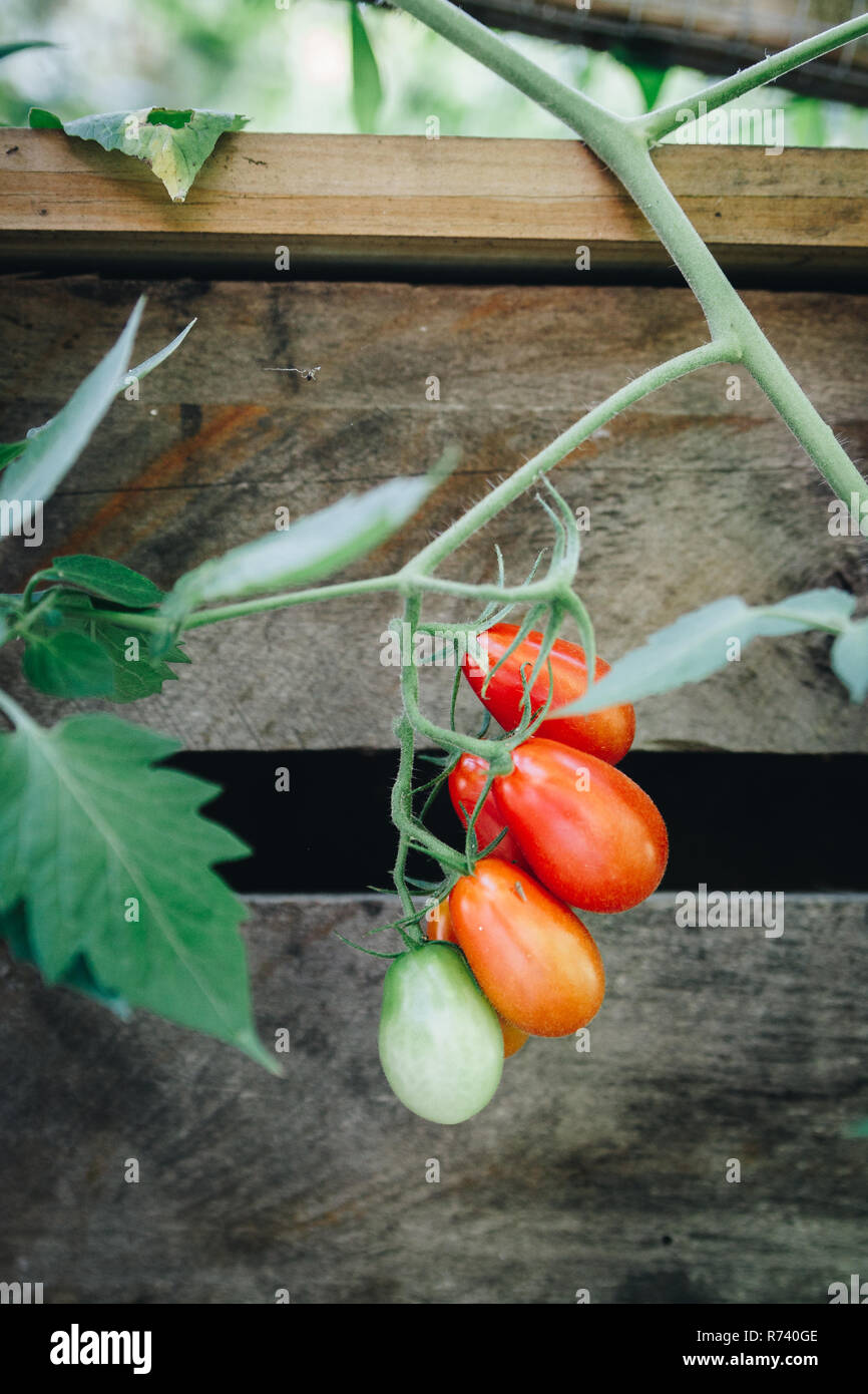 Garden tomatoes are easy to grow and a treat in your kitchen. Red, savory and a bit sweet glory from your very own garden. Stock Photo