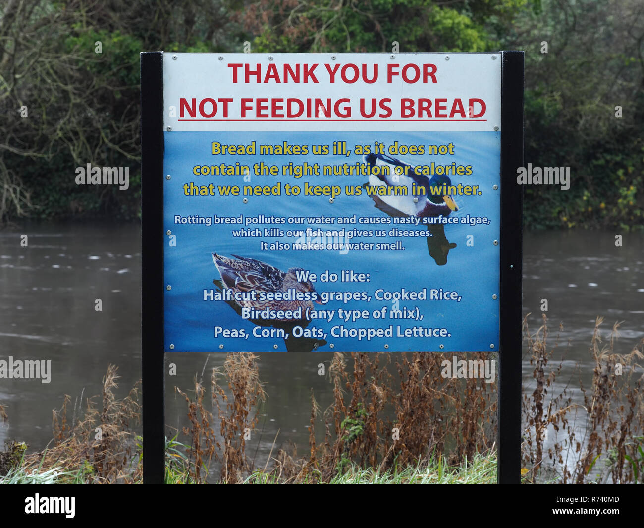 Information sign advising visitors not to feed bread to ducks and showing alternative foods at the river Suir, Cahir, Tipperary, Ireland Stock Photo