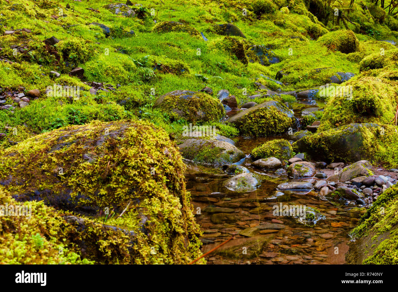Moss rocks close up hi-res stock photography and images - Alamy
