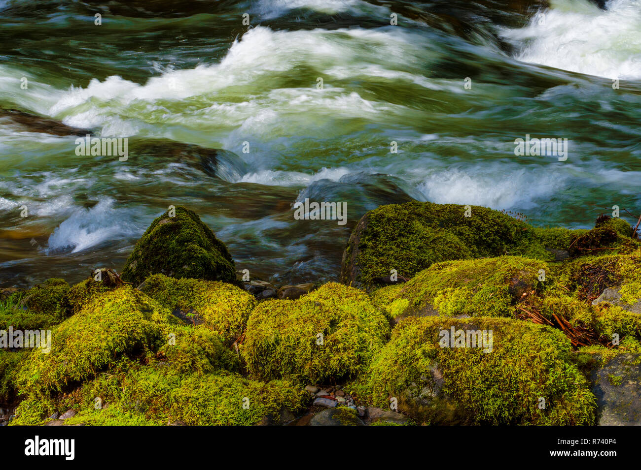 Enchanting landscapes that can be seen while hiking along the Salmon River in Mt. Hood National
