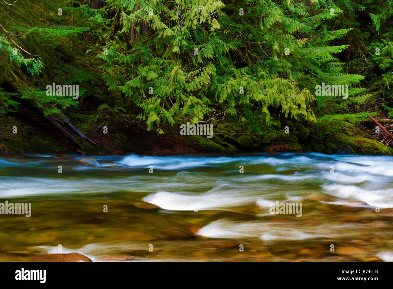 Enchanting landscapes that can be seen while hiking along the Salmon River in Mt. Hood National