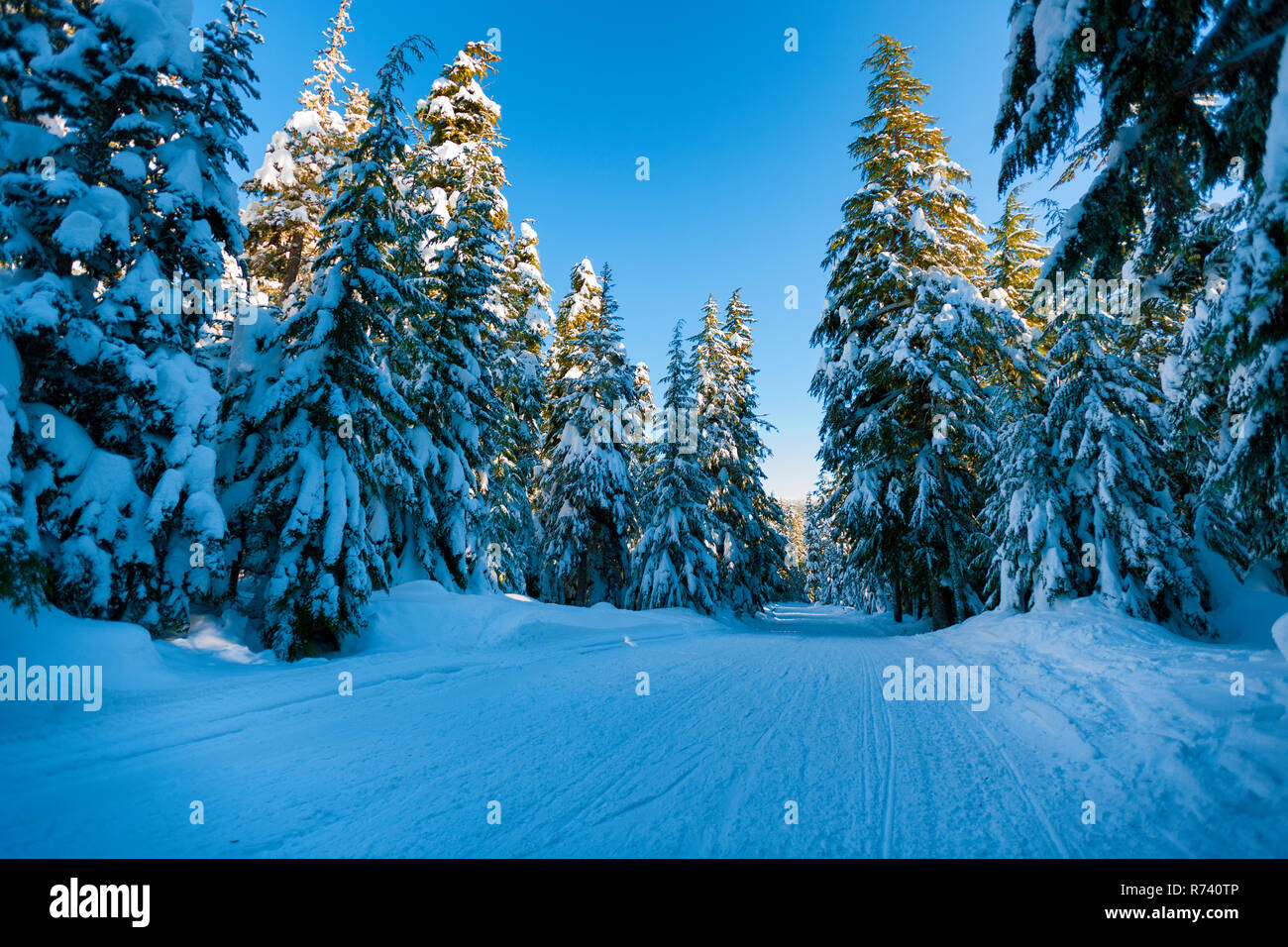 Snow covered road boardered with tall evergeen trees in Mt. Hood