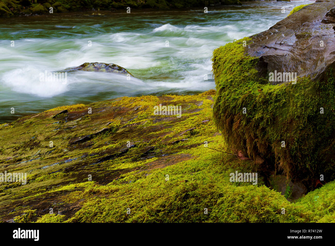 Rushing waters of the Salmon River in Mt. Hood National Forest pass it