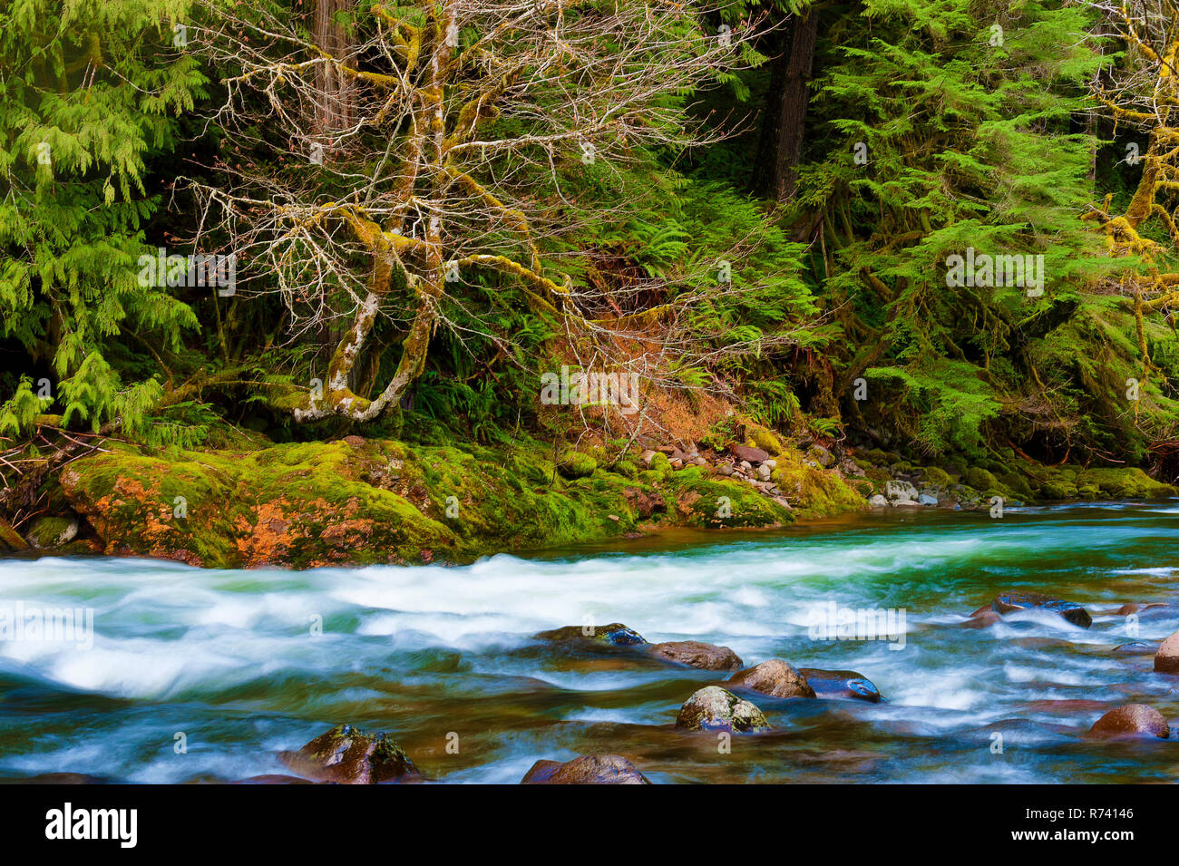 Tranquil scene along the banks of the Salmon River in Mt. Hood National Forest Stock Photo