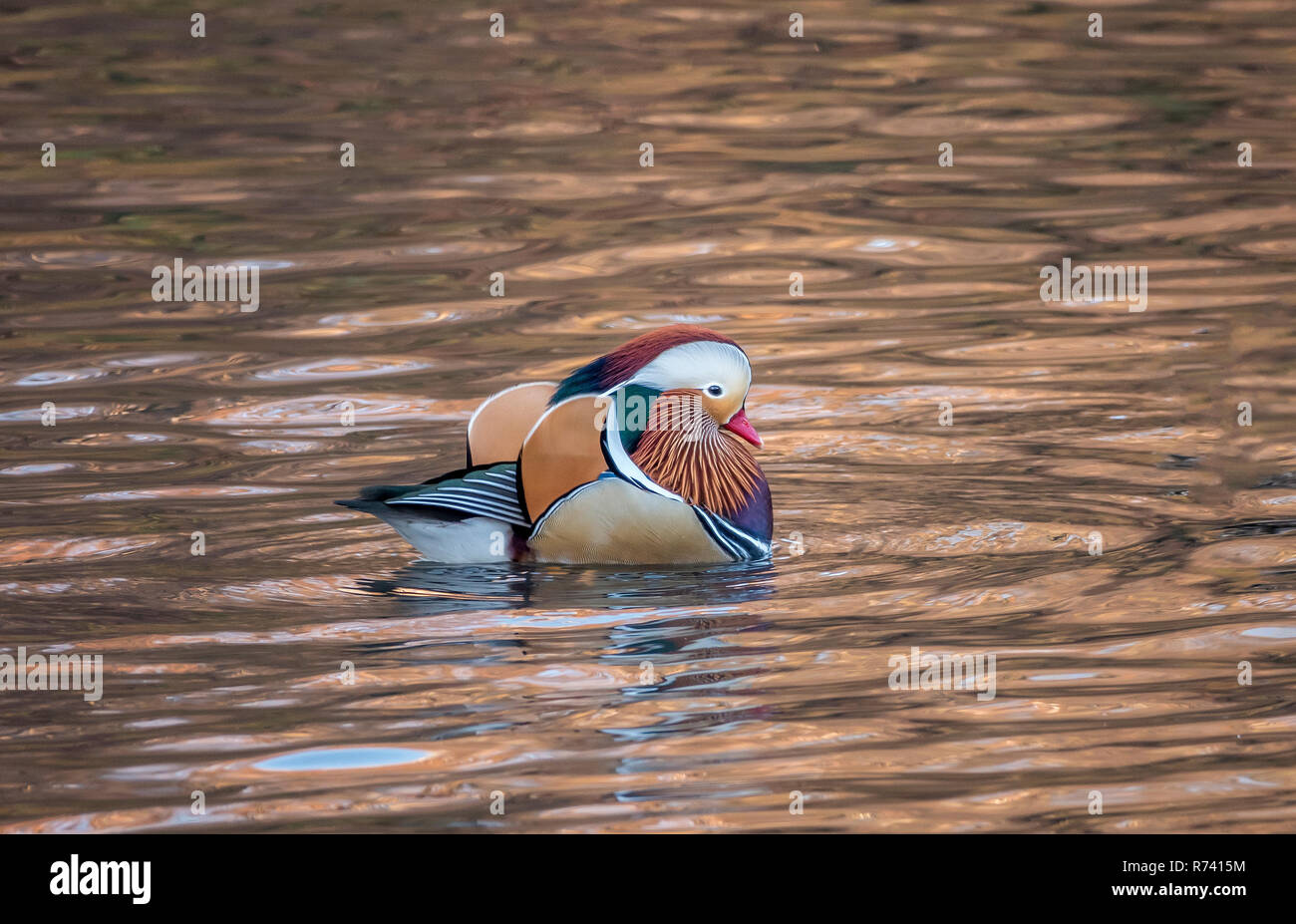 mandarin duck; Aix galericulata in Central Park, New York City in early morning Stock Photo