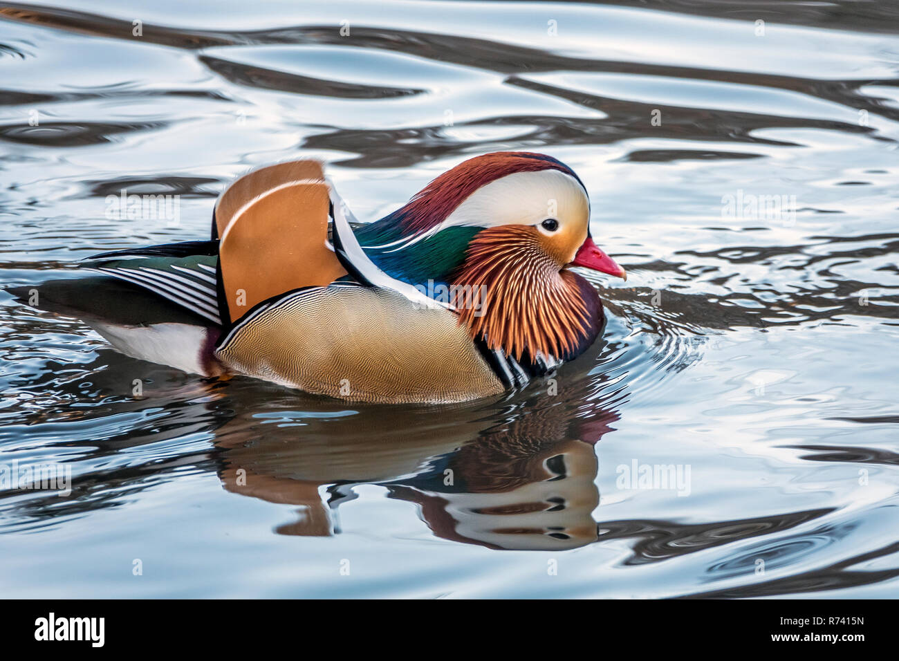 mandarin duck; Aix galericulata in Central Park, New York City in early morning Stock Photo