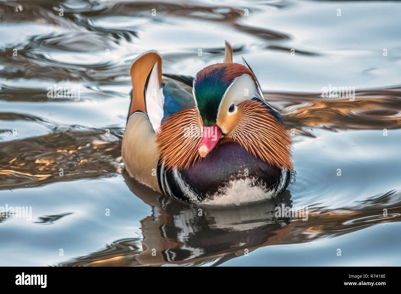 mandarin duck; Aix galericulata in Central Park, New York City in early