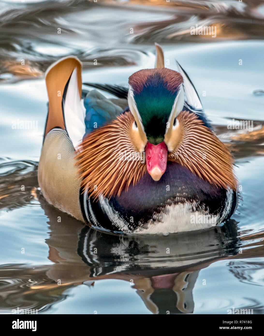 mandarin duck; Aix galericulata in Central Park, New York City in early morning Stock Photo