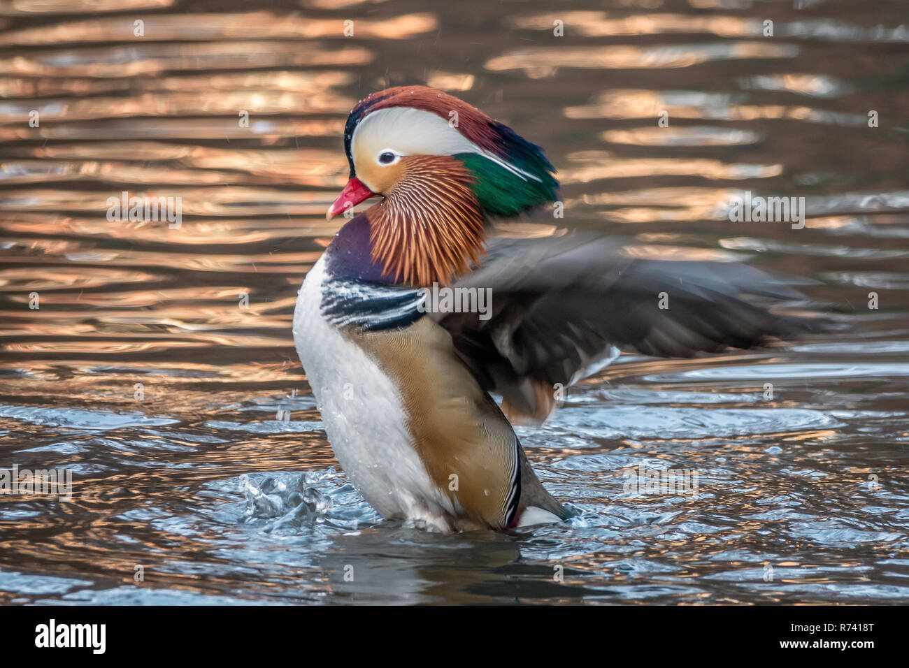 mandarin duck; Aix galericulata in Central Park, New York City in early