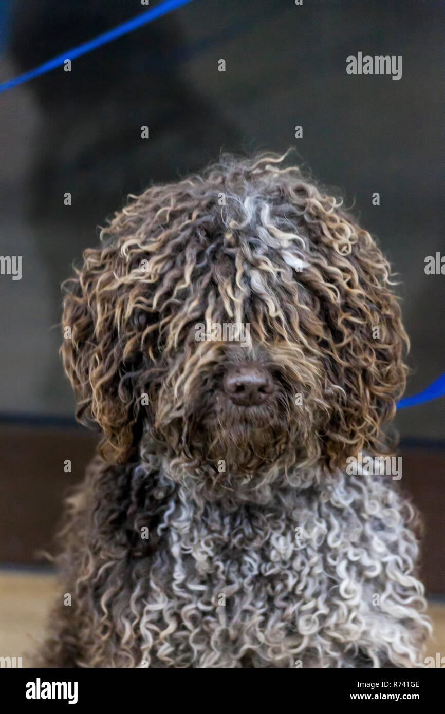 Portrait of a curly Portuguese water dog Stock Photo